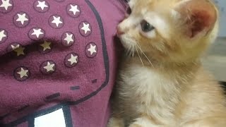 KEKASIHKU DISEROBOT KUCING. SI MANIS YANG MERINDUKAN IBUNYA UNTUK NYUSU. #Shorts