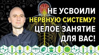 25. Не усвоили нервную систему? Целое занятие для вас!