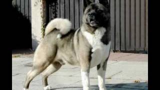 American And Japanese Akita's Two Types Of Akita's