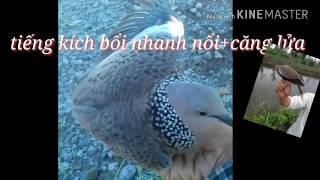 File tiếng chim cu gáy. Tập bổi nhanh nổi. Căng lửa. Thế hiển 0914395359