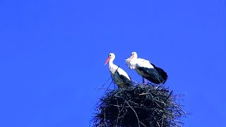 Мои соседи - Аисты - символ Беларуси, символ миролюбия, мудрой силы! Белый аист у дома.