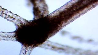Freshwater Hydra with Polyp (Science Experiment) 2011