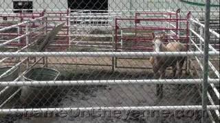 Is this any way to treat a pony?