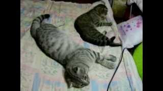Scottish Fold 4Baby CAT スコテッシュホールド