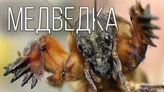 МЕДВЕДКА: Кошмар фермеров и монстр среди насекомых | Интересные факты про насекомых