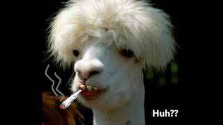 Lama e digg
