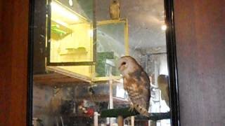 Сипухи разминают крылья - Barn owls fly