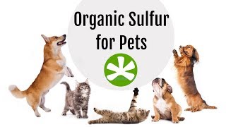 The BEST Pet Care!! Treat Joint Pain, Increase Mobility, Eliminate Allergies and MORE with MSM!