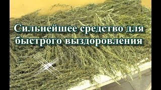 Сильнейшее средство для быстрого выздоровления