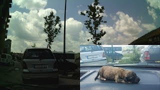 Общение с сербами на русском / Спасаем маленького песика в Сербии