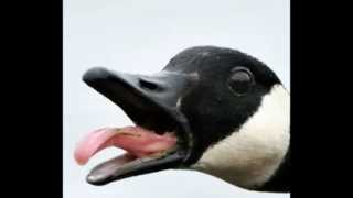 Why I Hate Geese