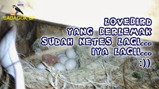 LOVEBIRD BERLEMAK TELUR BANYAK, ASAL PERAWATAN TEPAT PRODUKSI LANCAR !!!