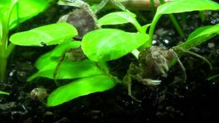 Thai micro krab (Limnopilos Naiyanetri)