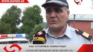 SHEKIDE AGAC ASMASI