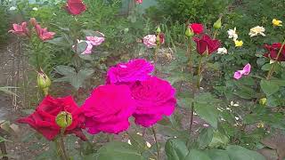 Scarlet roses in the home garden