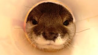 カワウソさくら カップラーメン食べたらカワウソだった When I eat cup ramen, it was an otter