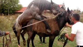 Baron 4 years old , father percheron mother Ardennes horse