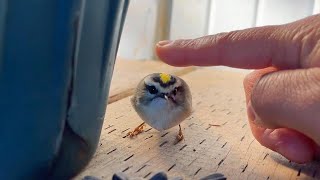 움직이지 못하는 새를 쓰담쓰담 해줬더니..! What Will Happen After I Pat A Bird That Can't Fly?