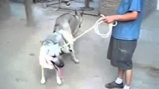 dog mating,animals mating,matingewqe