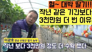 [한국농수산TV] 딸기 1화방 18개 땄는데 크기 좋고 2화방 잘 커! 작년보다 같은기간 3천만원 더 번 딸기농가를 찾아서!! 경남 산청