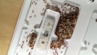 Solenopsis Geminata - Expansion Time!