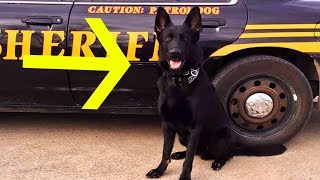 Proposed Law In Ohio Would Mean Mandatory Jail Time For Killing A Police Animal