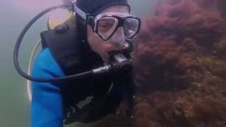 Dykking på Hvaler Lyngholmen