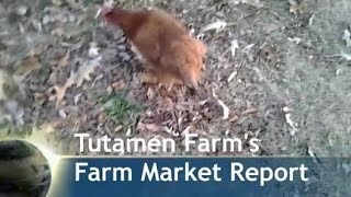 Tutamen Farm's Farm Market Report 0003