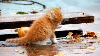 Грустная история про котика и собаку! До слез! Дружба кота и собаки.