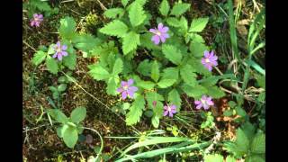 ПОЛЯНИКА  (Rubus arcticus)  сем. Розоцветные