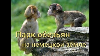 ОТДЫХАЙ И НЕ ДУМАЙ.Affenberg. Парк обезьян на немецкой земле Часть 3