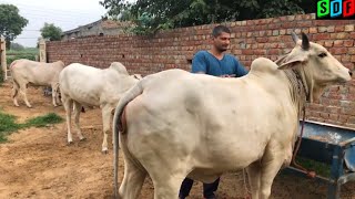 Champion Cow || Haryana Cow || Successful Dairy Farmer ||