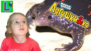 Deagostini Лягушки и Ко НОСАТАЯ ЖАБА Деагостини распаковка Liska Show