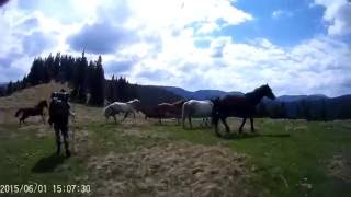 Найвищі вершини Ґорґан: Висока, Ігровець, Сивуля.