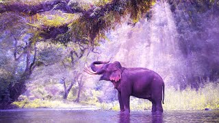 Meditative Relaxing Music | 528Hz Positive Energy | Self Healing Vibration | Detox Music
