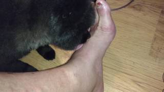 Dog licking dad's feet.