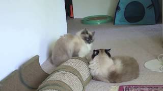 Ragdoll Attack: Nella vs Ugo Chan