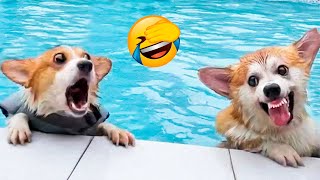 Funnist Animal Videos 2022 - Funny Dogs And Cats Videos ????
