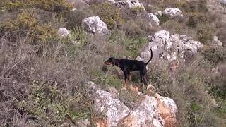 Κυνηγι Λαγου  στην Ελλαδα~Hunting of hares in Greece