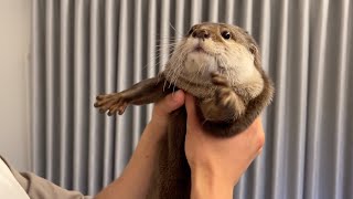 お盆の帰省から戻ってきた飼い主にカワウソが激しく迎えてくれた When I returned from my trip home, an otter greeted me fiercely.