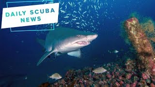 Daily Scuba News - Female tiger sharks have favourite wrecks