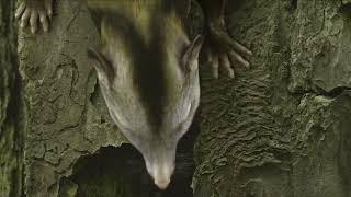 Eomaia, the very first mammal