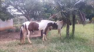Horse mating fucking horse hardly comics funny videos
