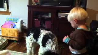Puppy tummy kisses tickle