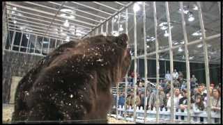 Brody the Giant Bear
