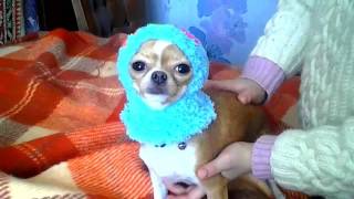 Вязаная шапочка для собачки Нюры ❤ Knitted cap for the dog