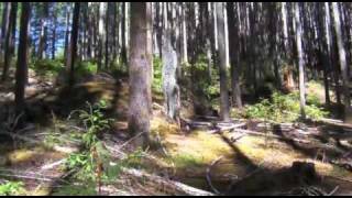Siuslaw Watershed Restoration Initiative