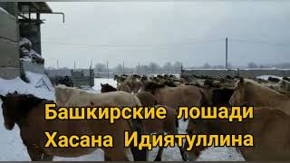 Башкирские лошади Хасана Идиятуллина