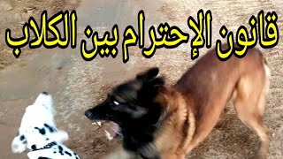 شاهد على المباشر كيف تتدخل الكلاب الكبيرة في تربية الكلاب الصغيرة ? le respect entre les chiens