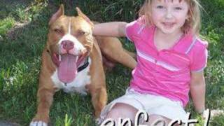Pit Bull puppy dog grows up: SMILE!